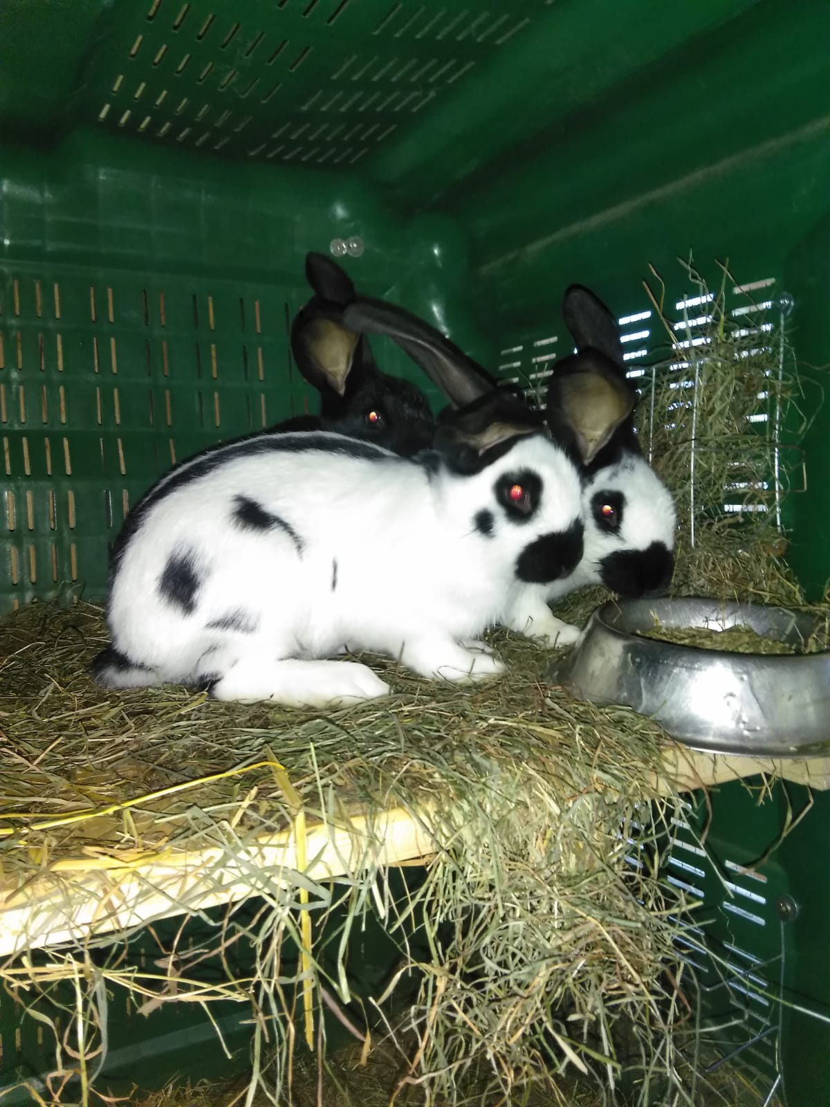 Verkaufe Reinrassige Rießenschecken