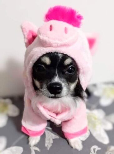 Chihuahua Weibchen