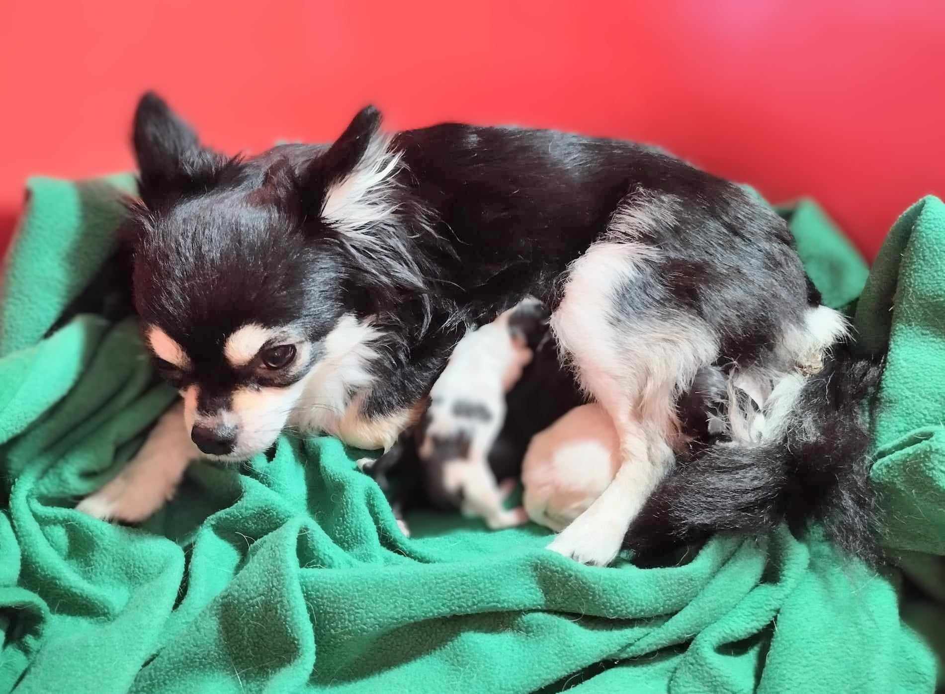 Chihuahua Weibchen
