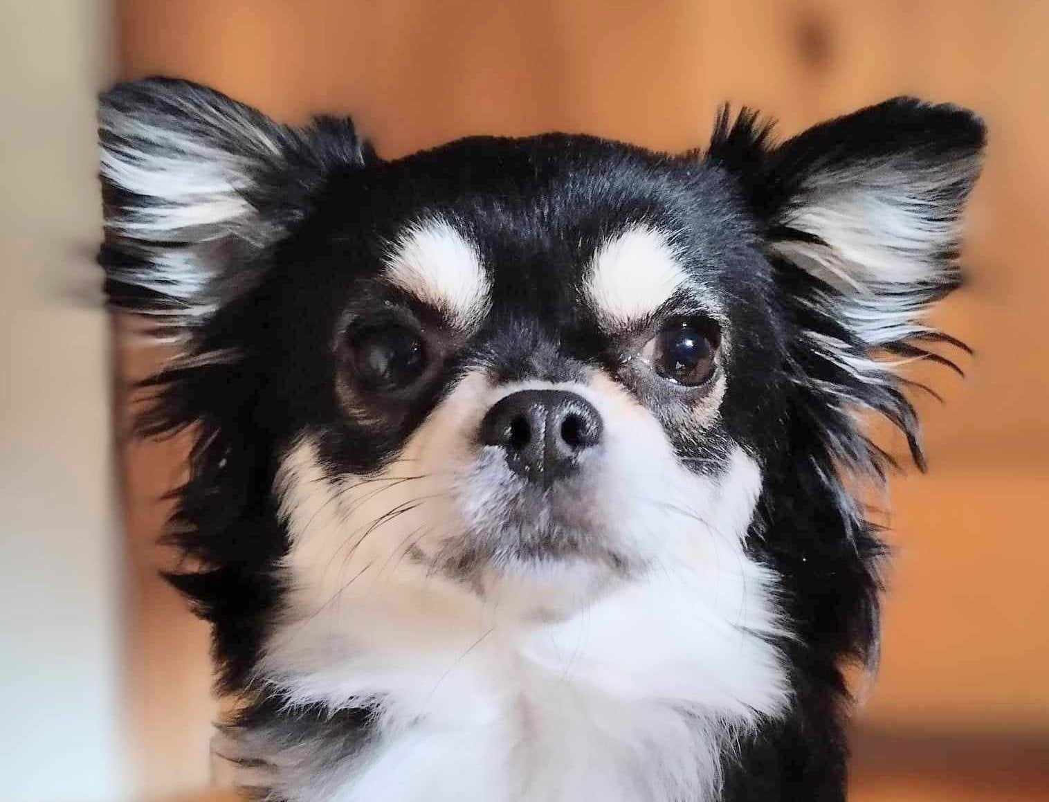 Chihuahua Weibchen