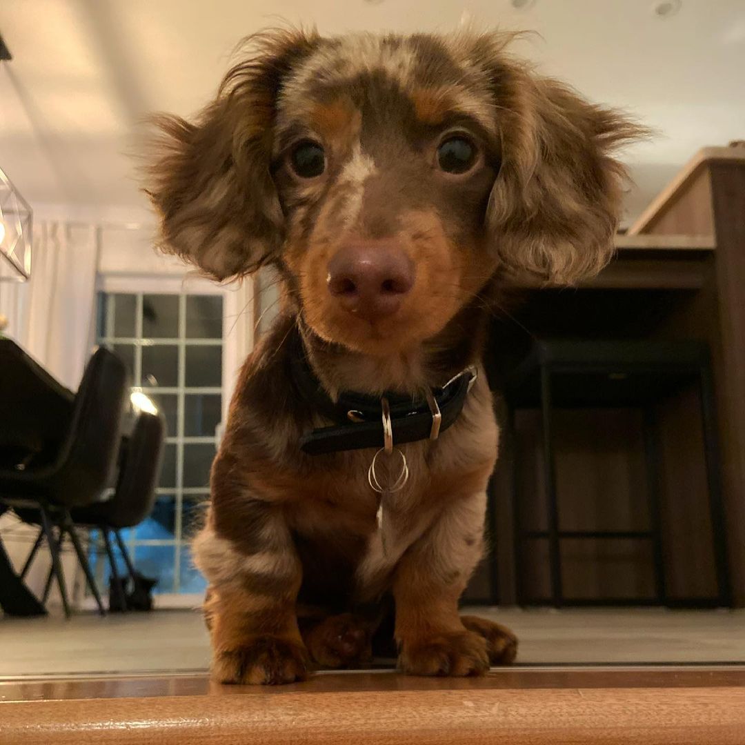 Pocco, Mini-Dackel-Merle-Rüde für eine neue Familie