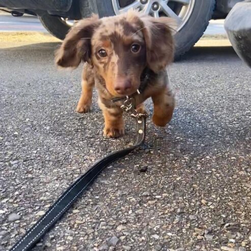 Pocco, Mini-Dackel-Merle-Rüde für eine neue Familie