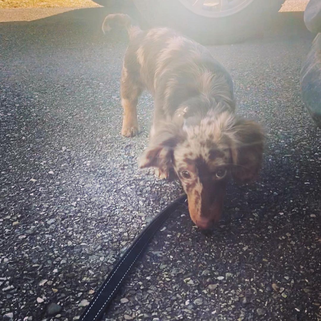 Pocco, Mini-Dackel-Merle-Rüde für eine neue Familie