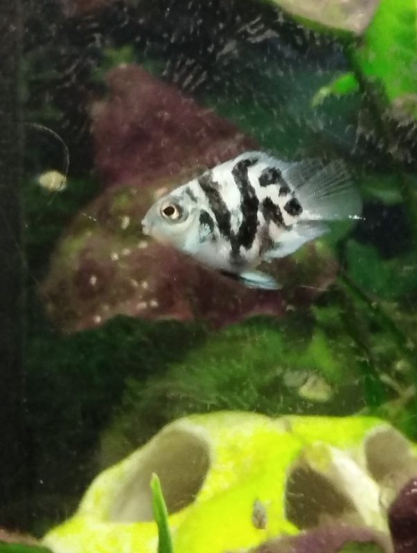 Baby-Papageibuntbarsche