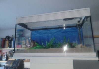 Acquarium1
