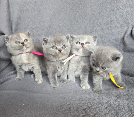 Reinrassige BKH Kitten ab sofort