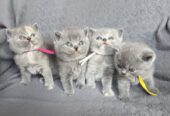 Reinrassige BKH Kitten ab sofort
