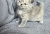 Reinrassige BKH Kitten ab sofort