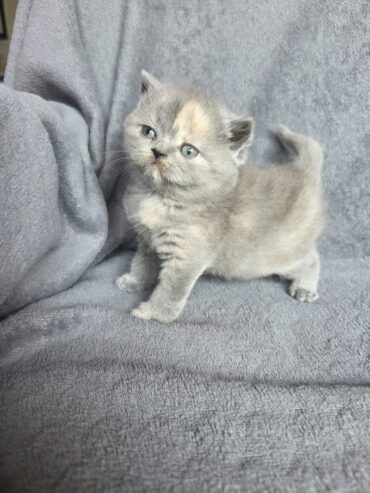 Reinrassige BKH Kitten ab sofort