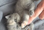 Reinrassige BKH Kitten ab sofort