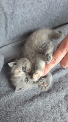 Reinrassige BKH Kitten ab sofort