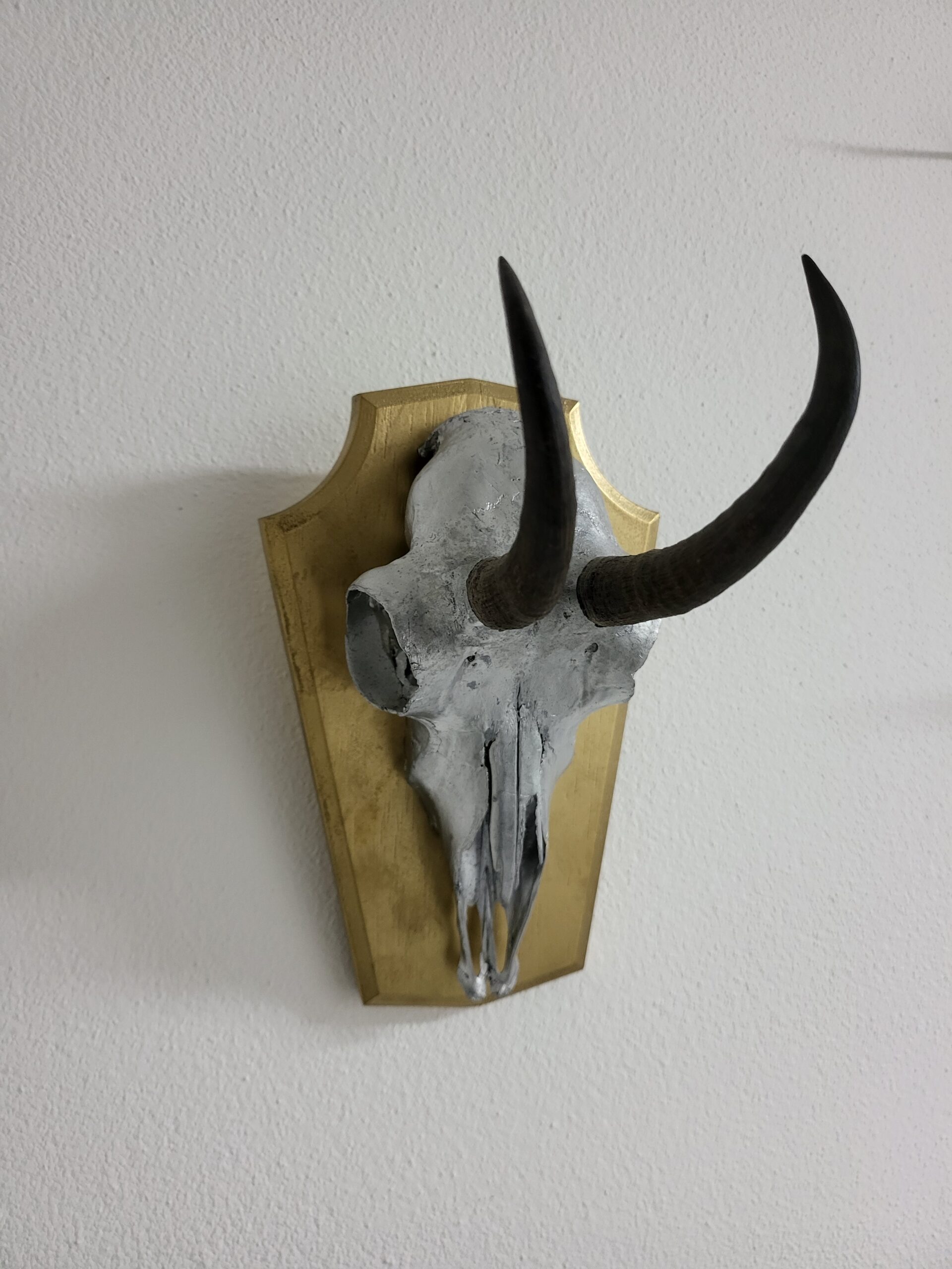 Gams Trophäe als Deko für Hotel – Wohnung usw.
